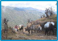 Trekking Tours in Sikkim